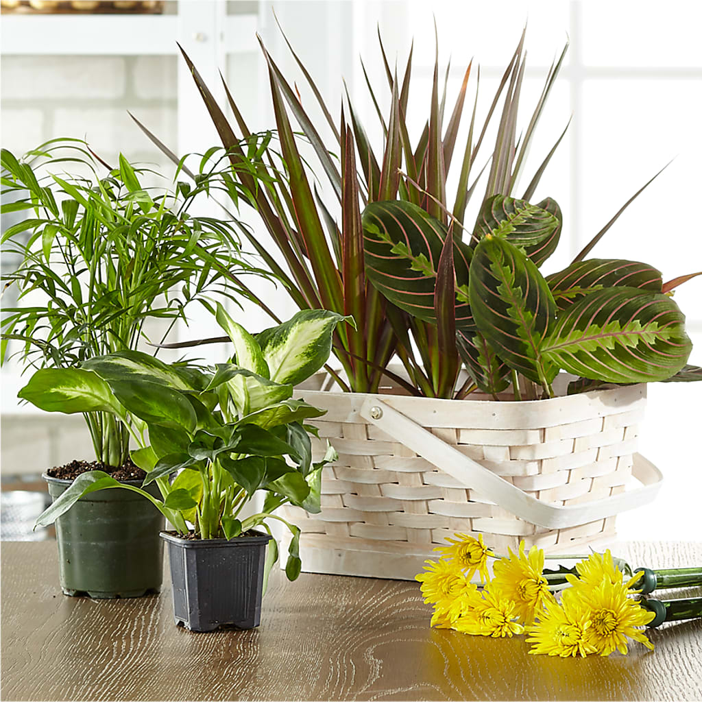 Florist Designed Blooming and Green Plants in a Basket – The Love Bug Flowers, Timmins ON