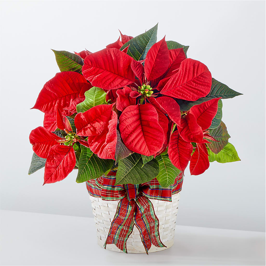 Happiest Holidays Poinsettia – The Love Bug Flowers, Timmins ON