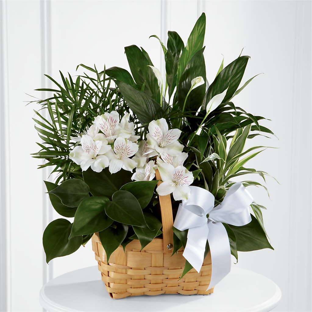 Peace & Serenity Dishgarden – The Love Bug Flowers, Timmins ON