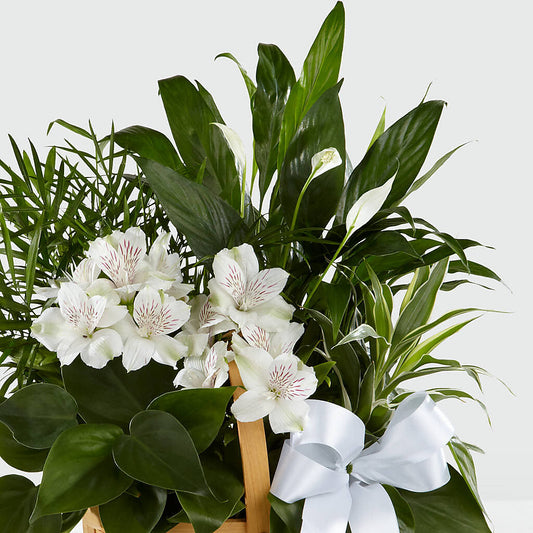 Peace & Serenity Dishgarden – The Love Bug Flowers, Timmins ON