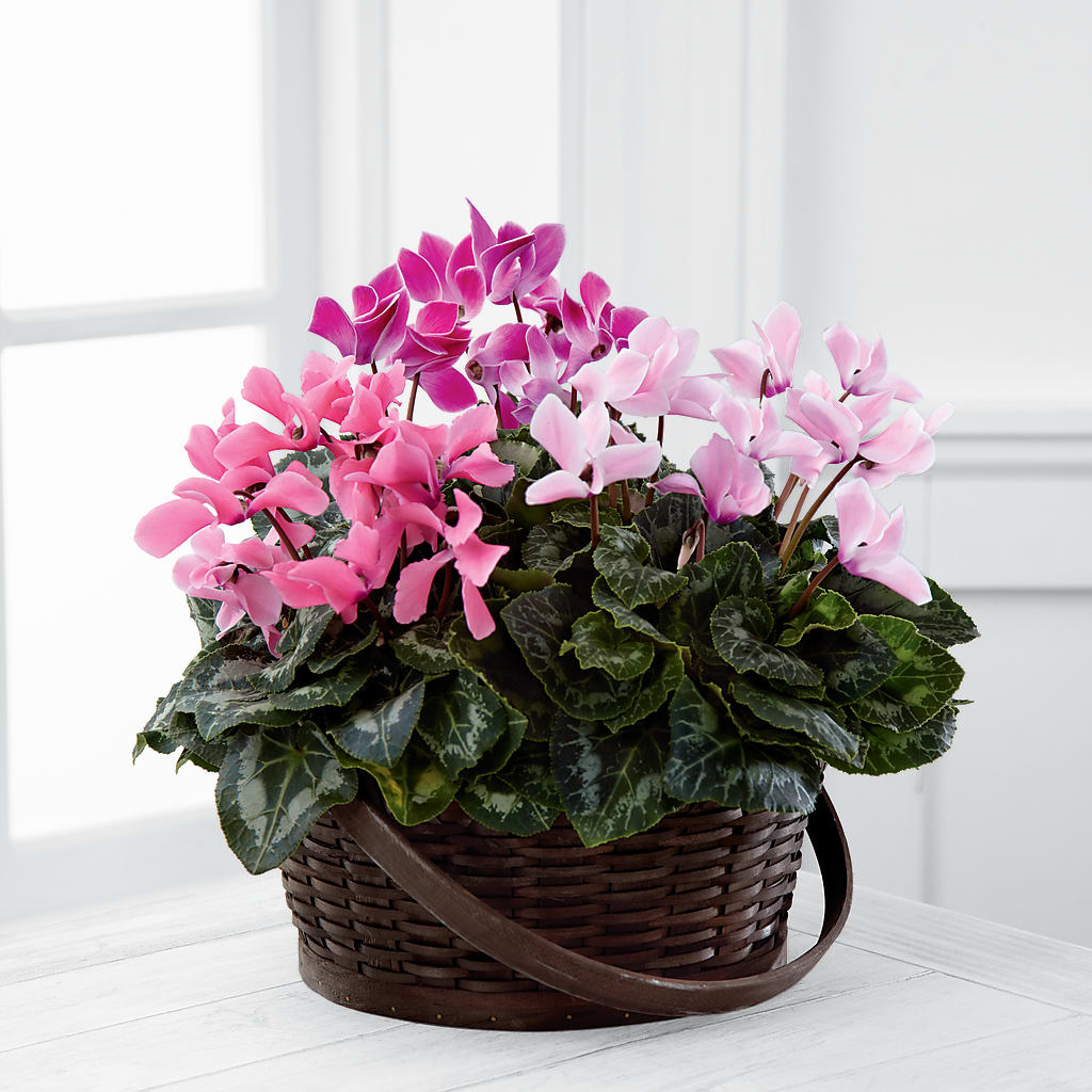 Mixed Cyclamen Planter – The Love Bug Flowers, Timmins ON