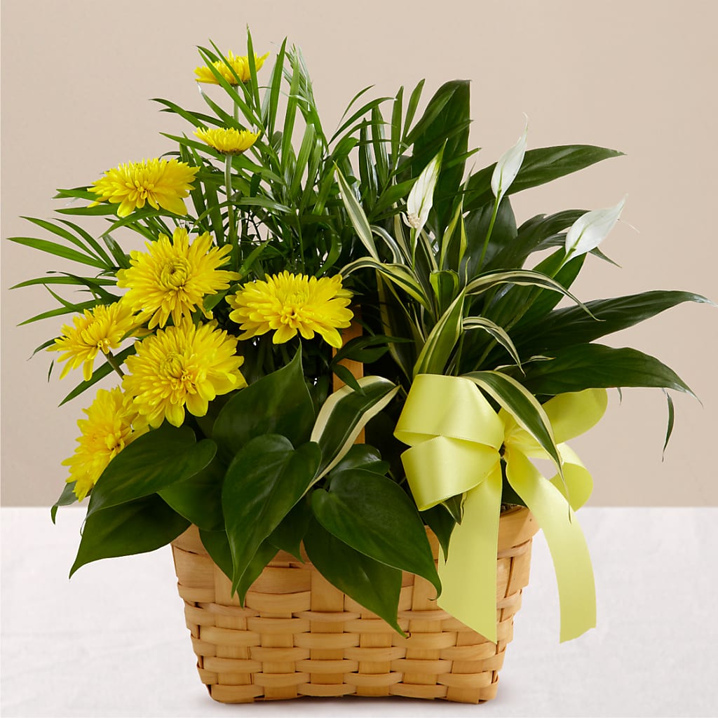 Loving Light Dishgarden – The Love Bug Flowers, Timmins ON