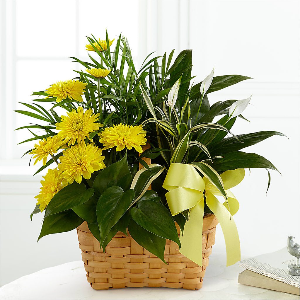 Loving Light Dishgarden – The Love Bug Flowers, Timmins ON