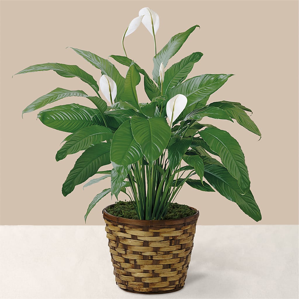 Tranquil Moments Peace Lily Plant – The Love Bug Flowers, Timmins ON