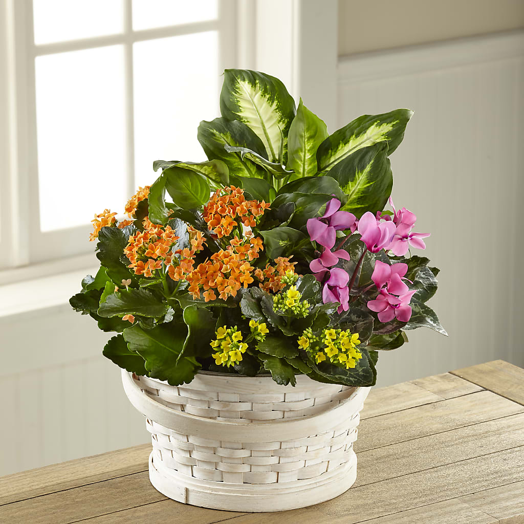 Color Crush Dishgarden – The Love Bug Flowers, Timmins ON
