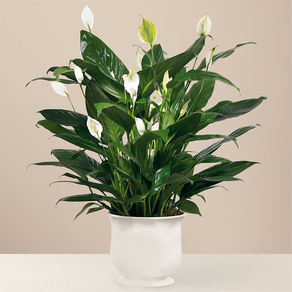 Comfort Planter – The Love Bug Flowers, Timmins ON