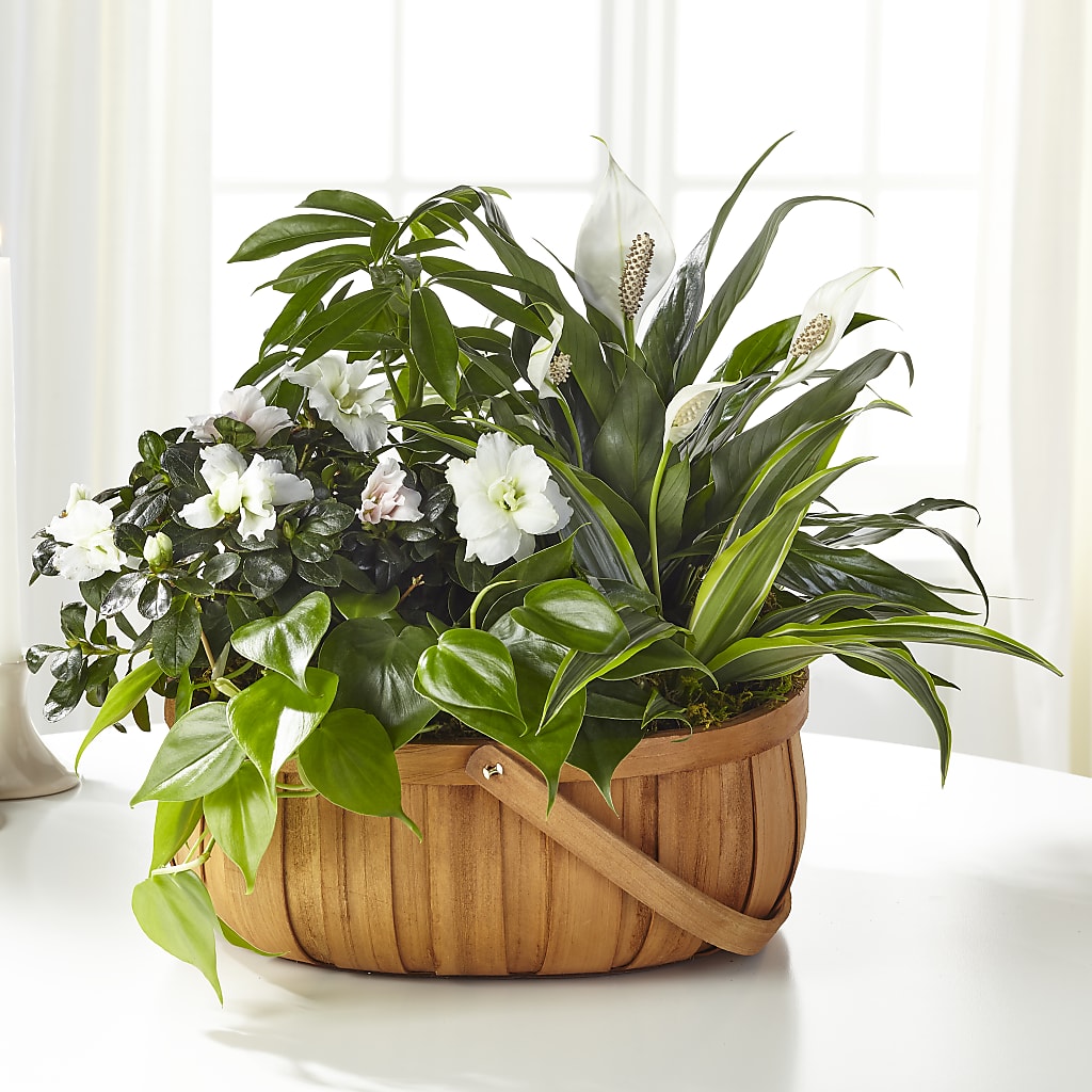 Serene Dishgarden – The Love Bug Flowers, Timmins ON