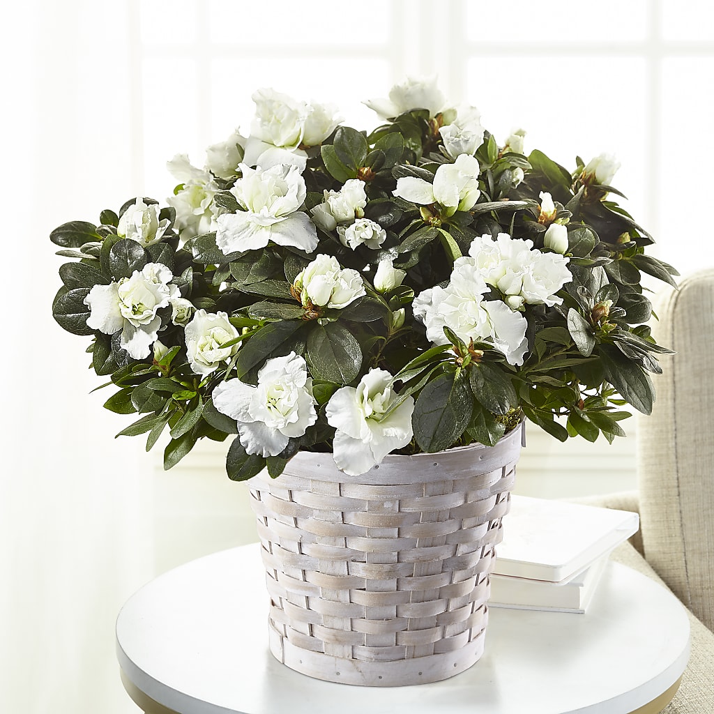 White Azalea Plant – The Love Bug Flowers, Timmins ON
