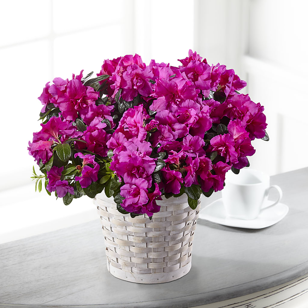 Hope & Serenity Azalea Plant – The Love Bug Flowers, Timmins ON