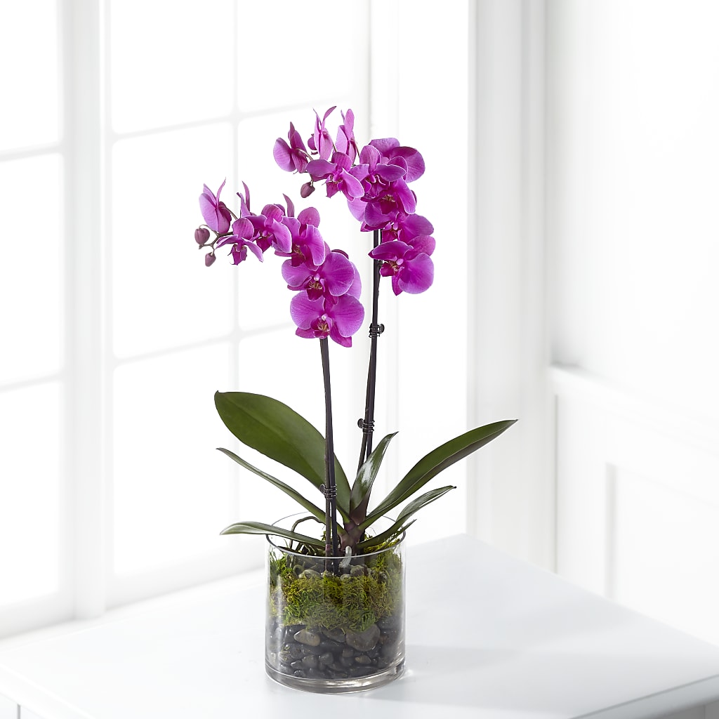 Pink Orchid Plant – The Love Bug Flowers, Timmins ON