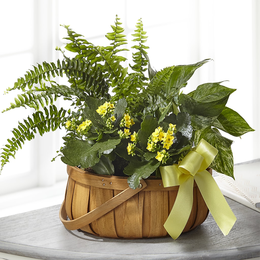 Always Dear Dishgarden – The Love Bug Flowers, Timmins ON