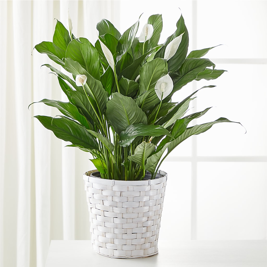A New Leaf Peace Lily – The Love Bug Flowers, Timmins ON