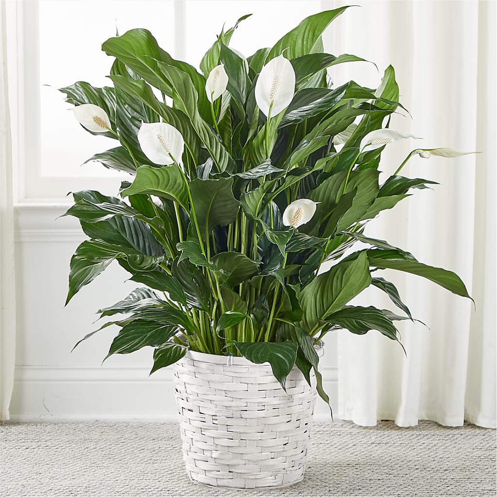 A New Leaf Peace Lily – The Love Bug Flowers, Timmins ON