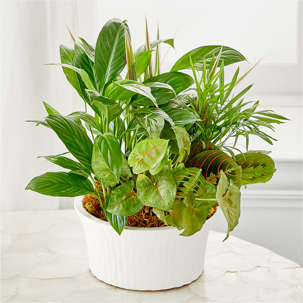 Balance & Harmony Dishgarden – The Love Bug Flowers, Timmins ON