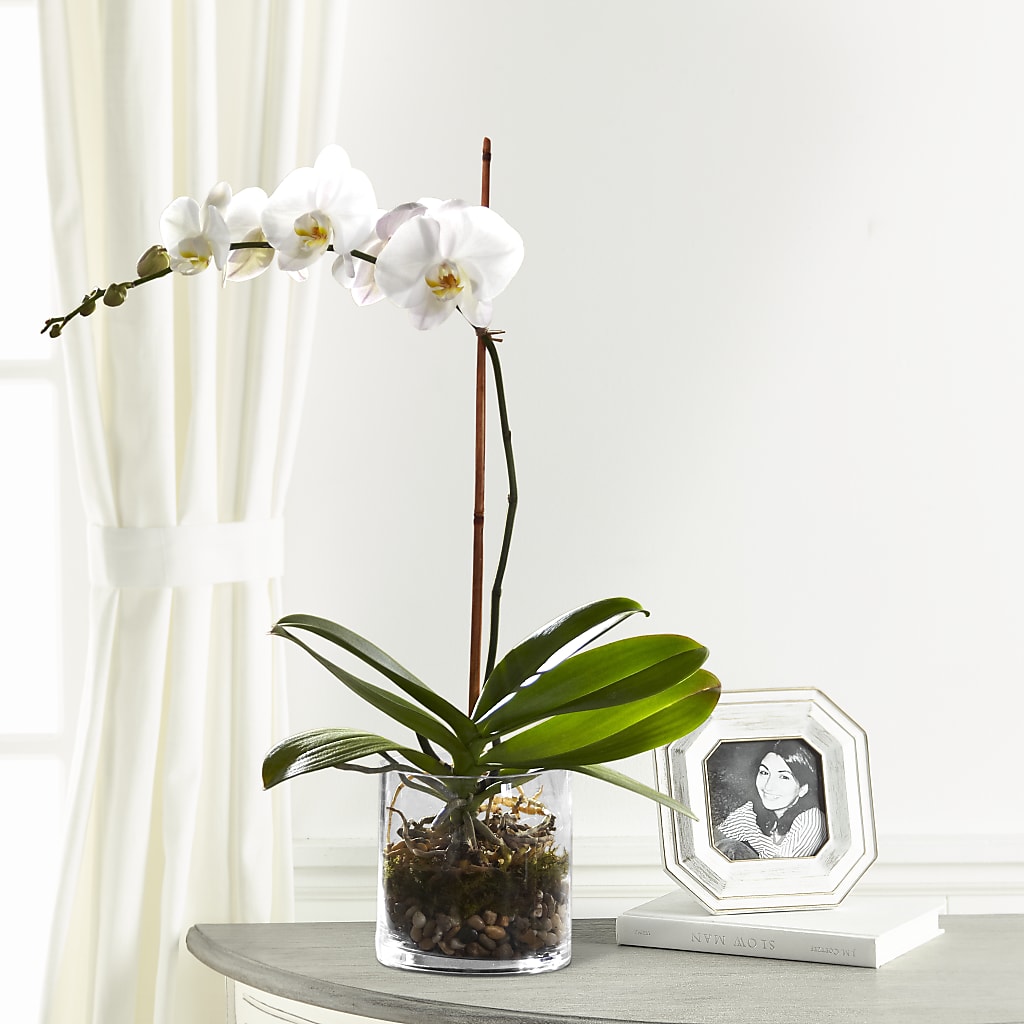White Orchid Planter – The Love Bug Flowers, Timmins ON