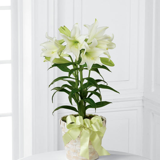 Easter Lily Plant –  The Love Bug Flowers, Timmins ON