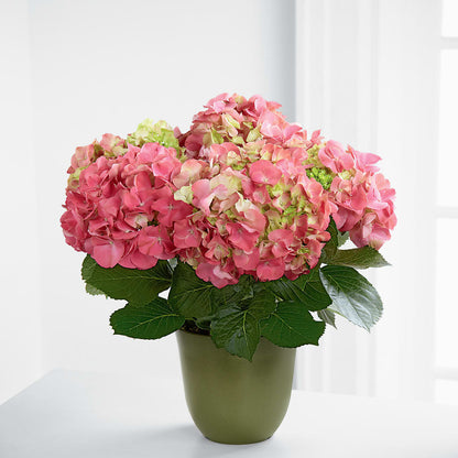 Pink Hydrangea Planter –  The Love Bug Flowers, Timmins ON