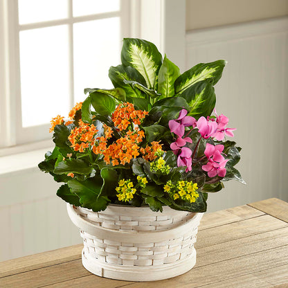 Color Crush Dishgarden –  The Love Bug Flowers, Timmins ON