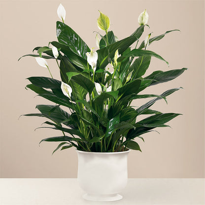 Comfort Planter –  The Love Bug Flowers, Timmins ON