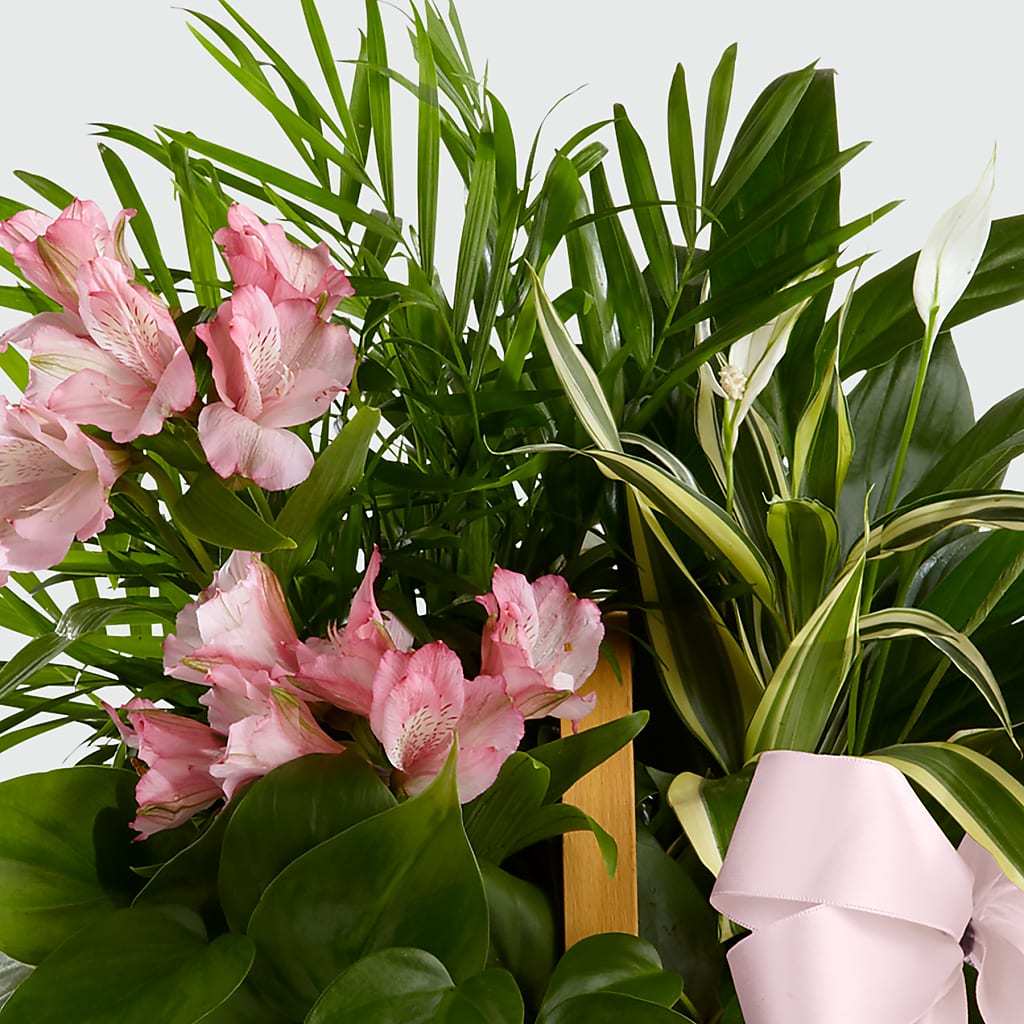 Living Spirit Dishgarden –  The Love Bug Flowers, Timmins ON