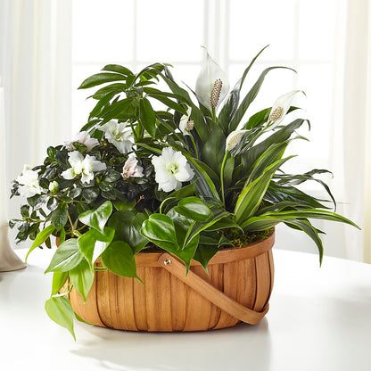 Serene Dishgarden –  The Love Bug Flowers, Timmins ON