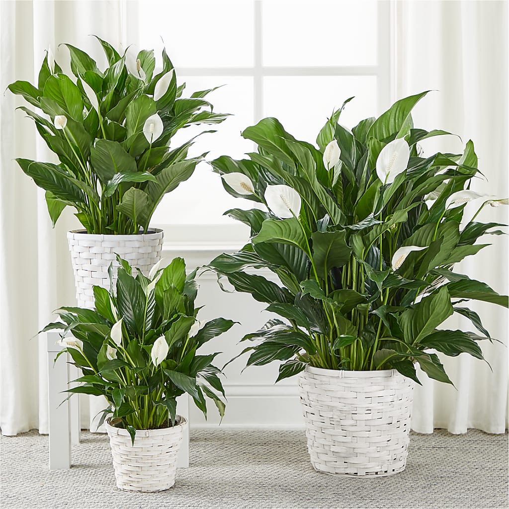 A New Leaf Peace Lily –  The Love Bug Flowers, Timmins ON