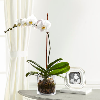 White Orchid Planter –  The Love Bug Flowers, Timmins ON